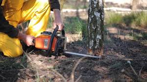 Best Tree Disease Treatment  in Punta Rassa, FL