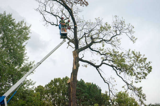 Best Palm Tree Trimming  in Punta Rassa, FL