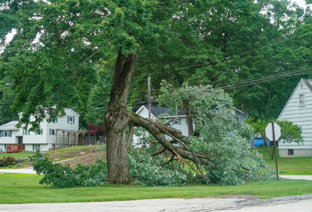 Punta Rassa, FL Tree Removal Company